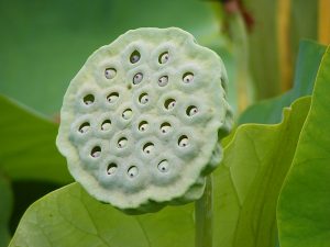 This makes people feel trypophobia
